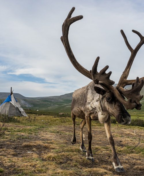 Reindeer Herders Mongolia