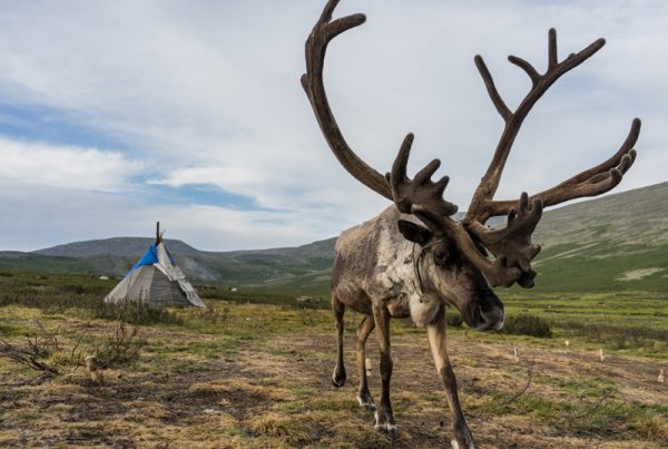 Reindeer Herders Mongolia