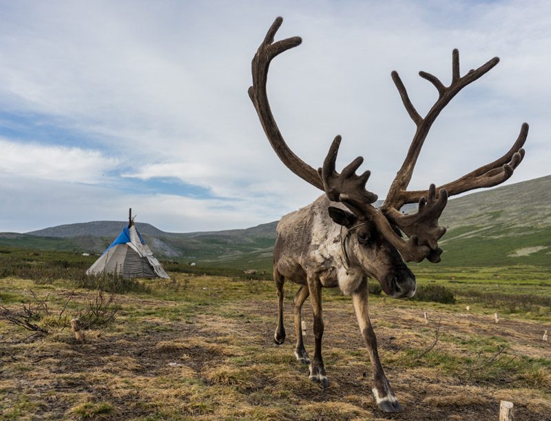 Reindeer Herders Mongolia