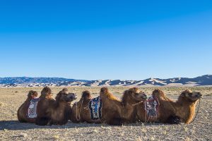 Best gobi desert tour