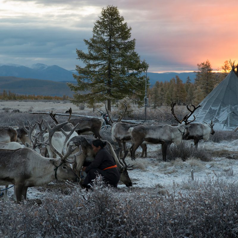 Reindeer Tour Mongolia