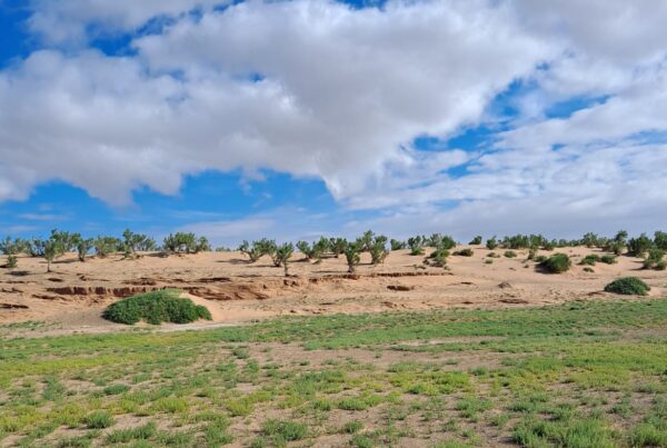 Gobi and Kharkhorum Tour