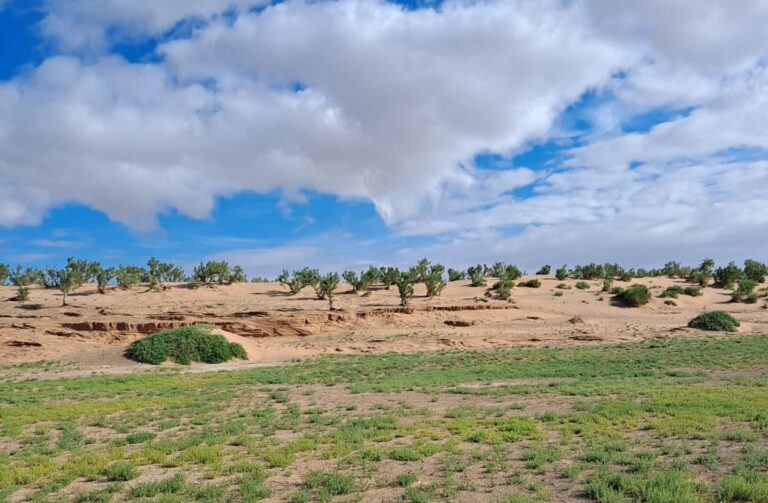 Gobi and Kharkhorum Tour