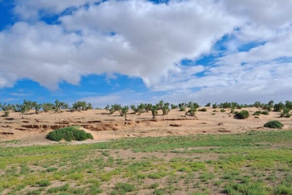 Gobi and Kharkhorum Tour