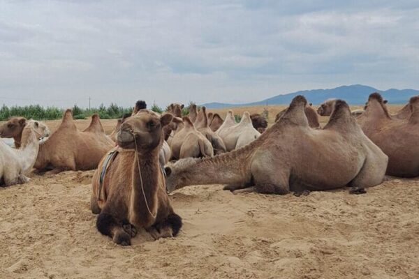 Explore Central Mongolia Tour