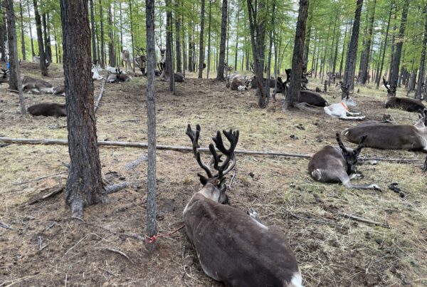 Reindeer Tour Mongolia