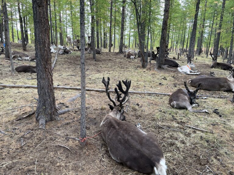 Reindeer Tour Mongolia