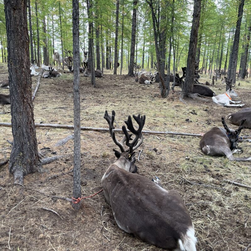 Reindeer Tour Mongolia