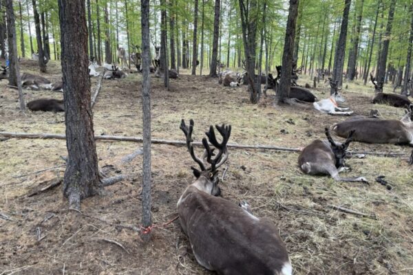 Reindeer Tour Mongolia